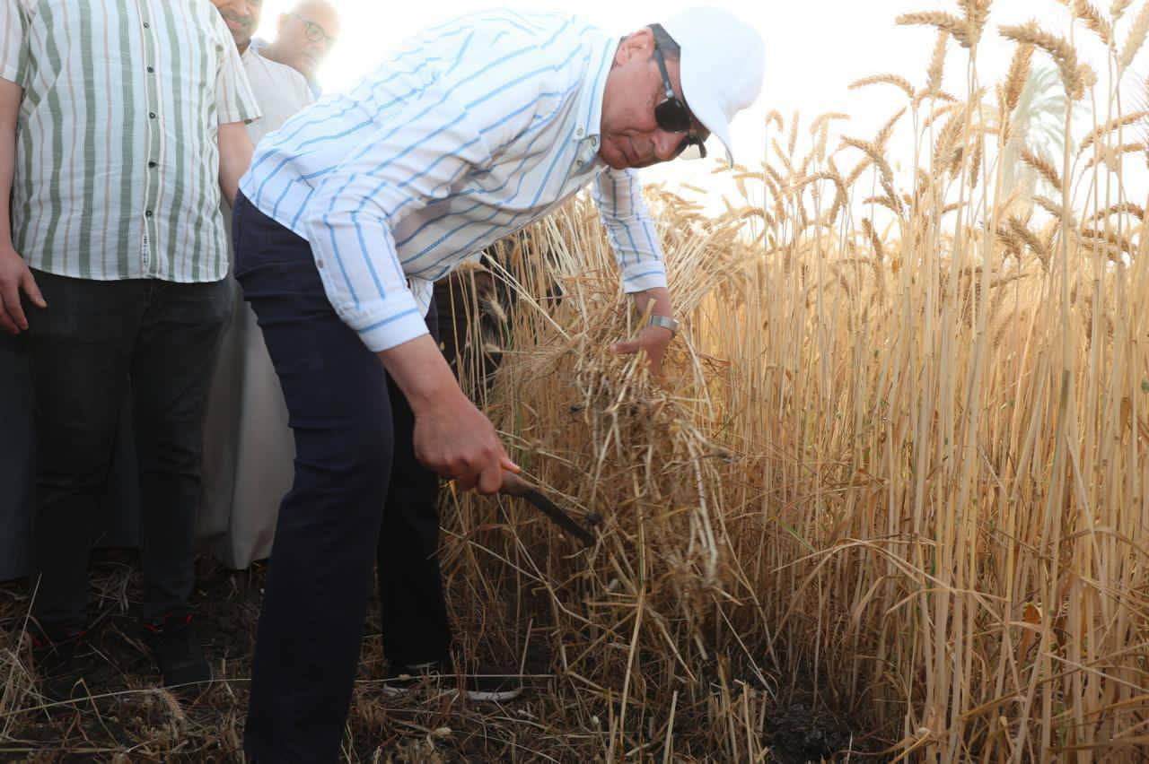 محافظ المنيا يشارك في حصاد القمح.. إشادة بدور الفلاح وخطة لزيادة الإنتاج